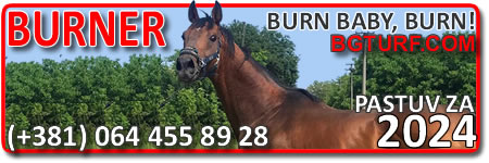 bgturf pastuv pastuvi babolna sire sires stallion stallions